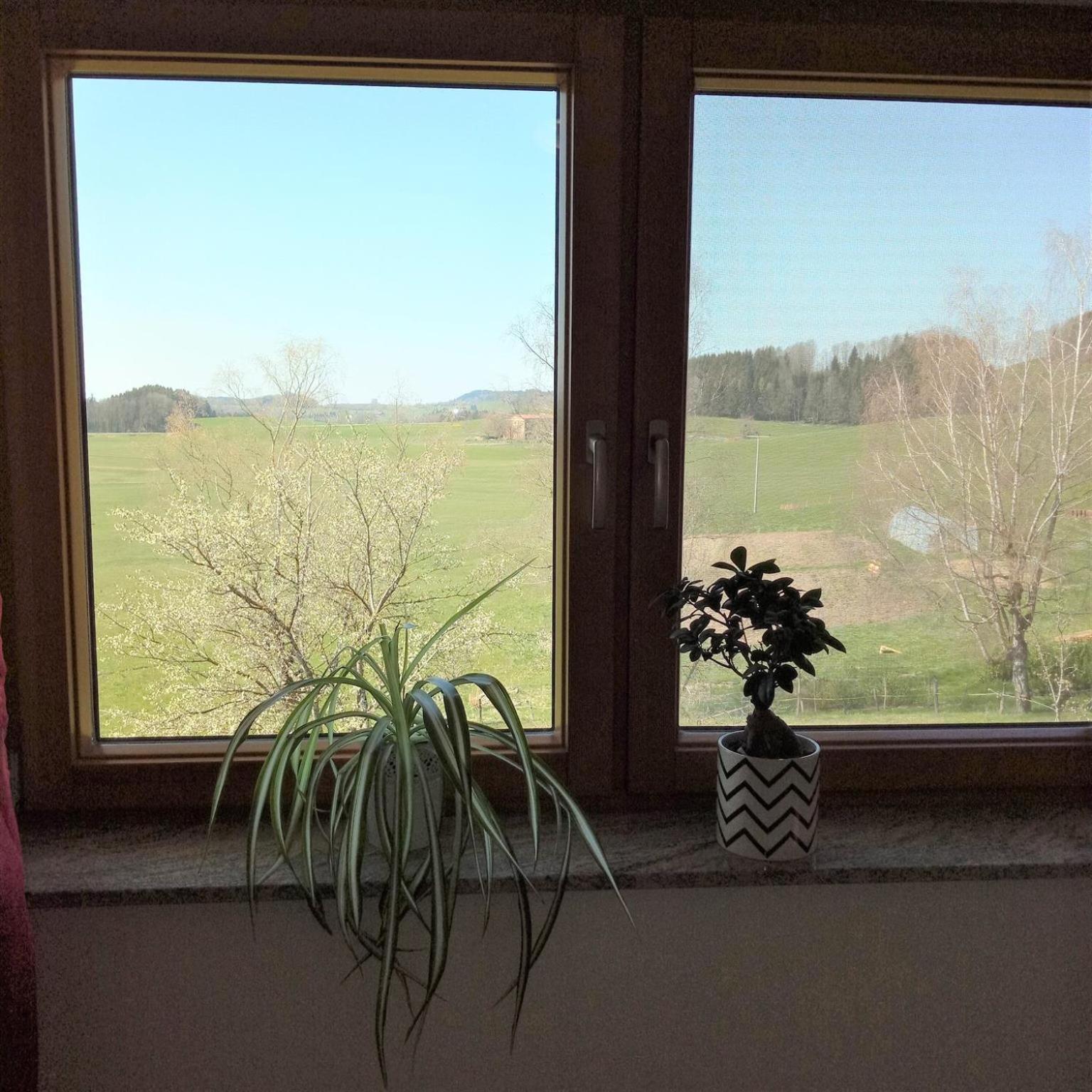 Gasthof Gruener Baum "Kongo" Amtzell Cameră foto